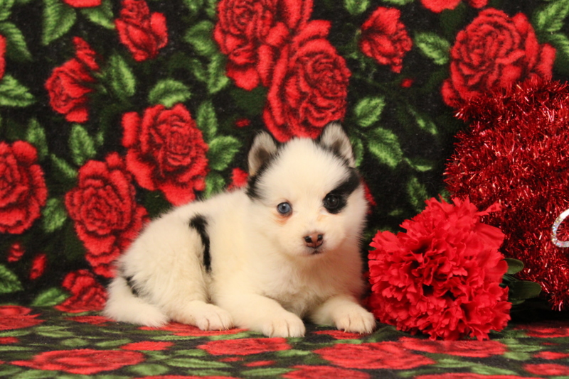 puppy, for, sale, Pomsky, Matthew B. Stoltzfus, dog, breeder, Gap, PA, dog-breeder, puppy-for-sale, forsale, nearby, find, puppyfind, locator, puppylocator, aca